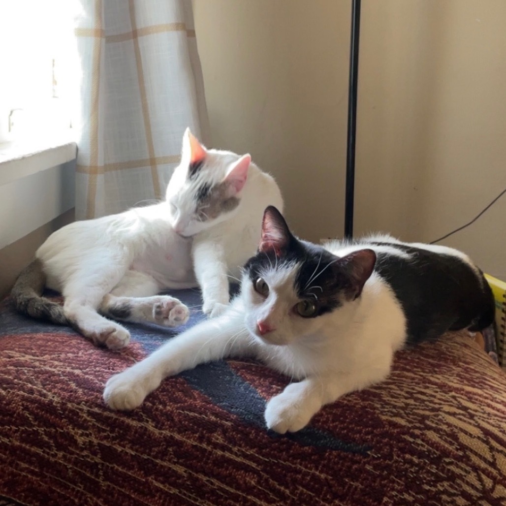 Wanda, an adoptable Domestic Short Hair in Bismarck, ND, 58507 | Photo Image 2