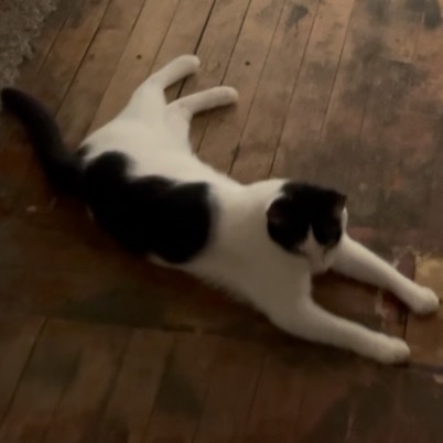 Wanda, an adoptable Domestic Short Hair in Bismarck, ND, 58507 | Photo Image 3