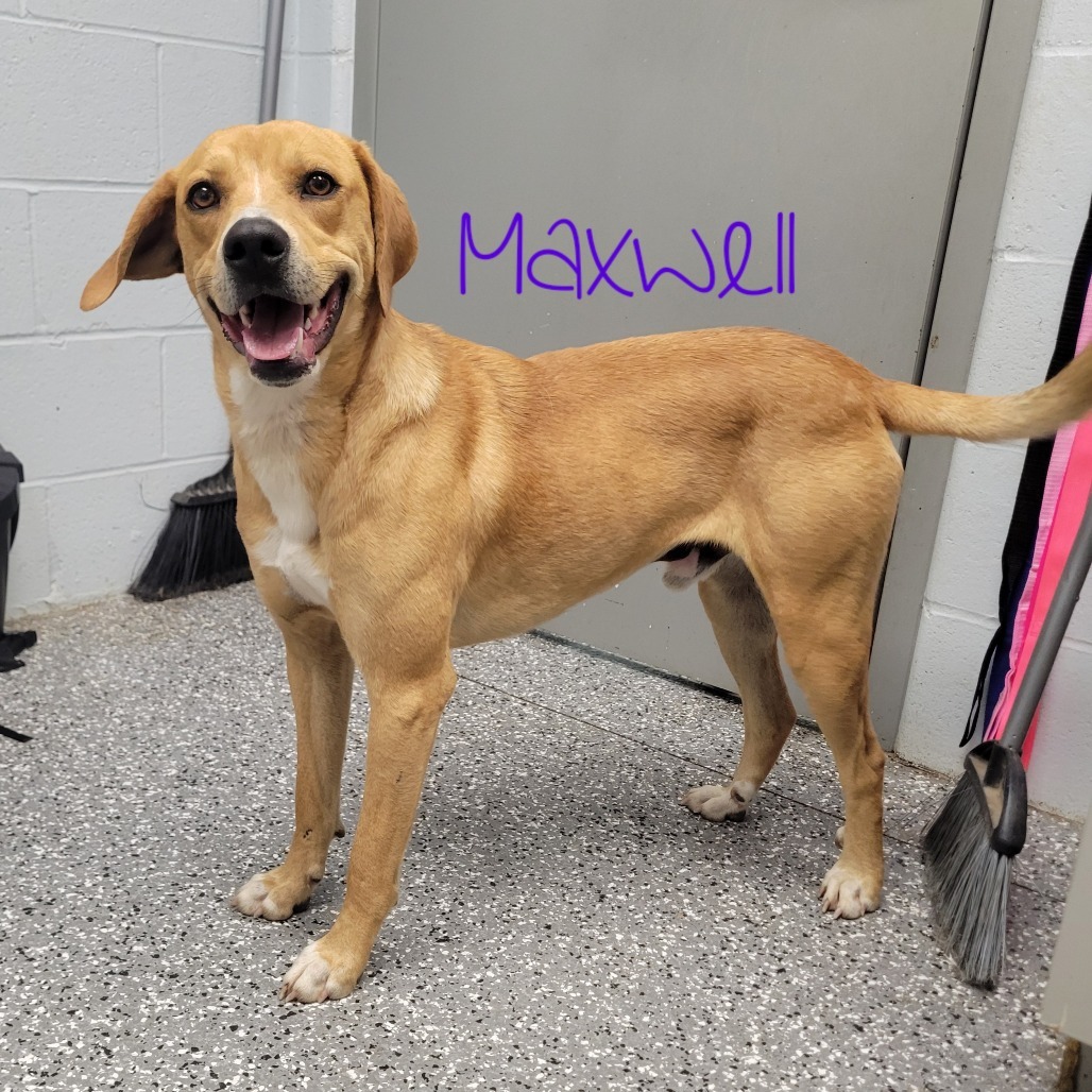Maxwell