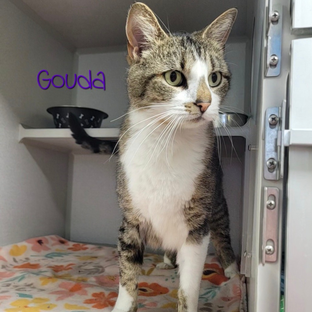 Gouda