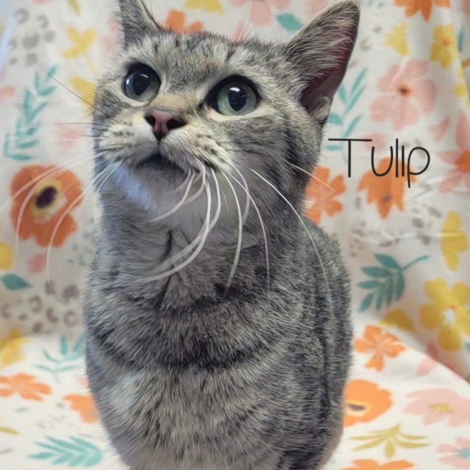 Tulip