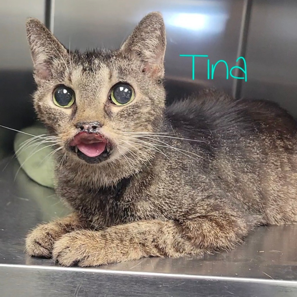 Tina
