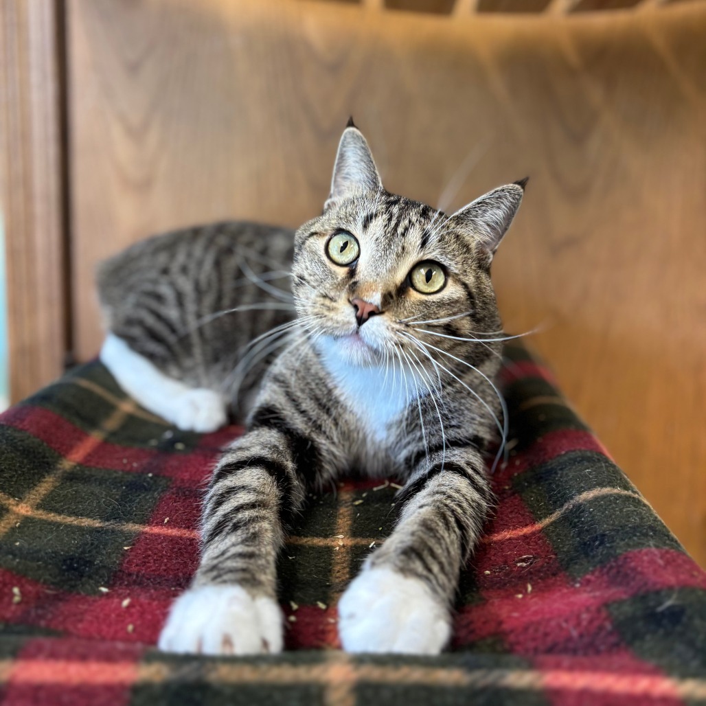 Bamboo--In Foster