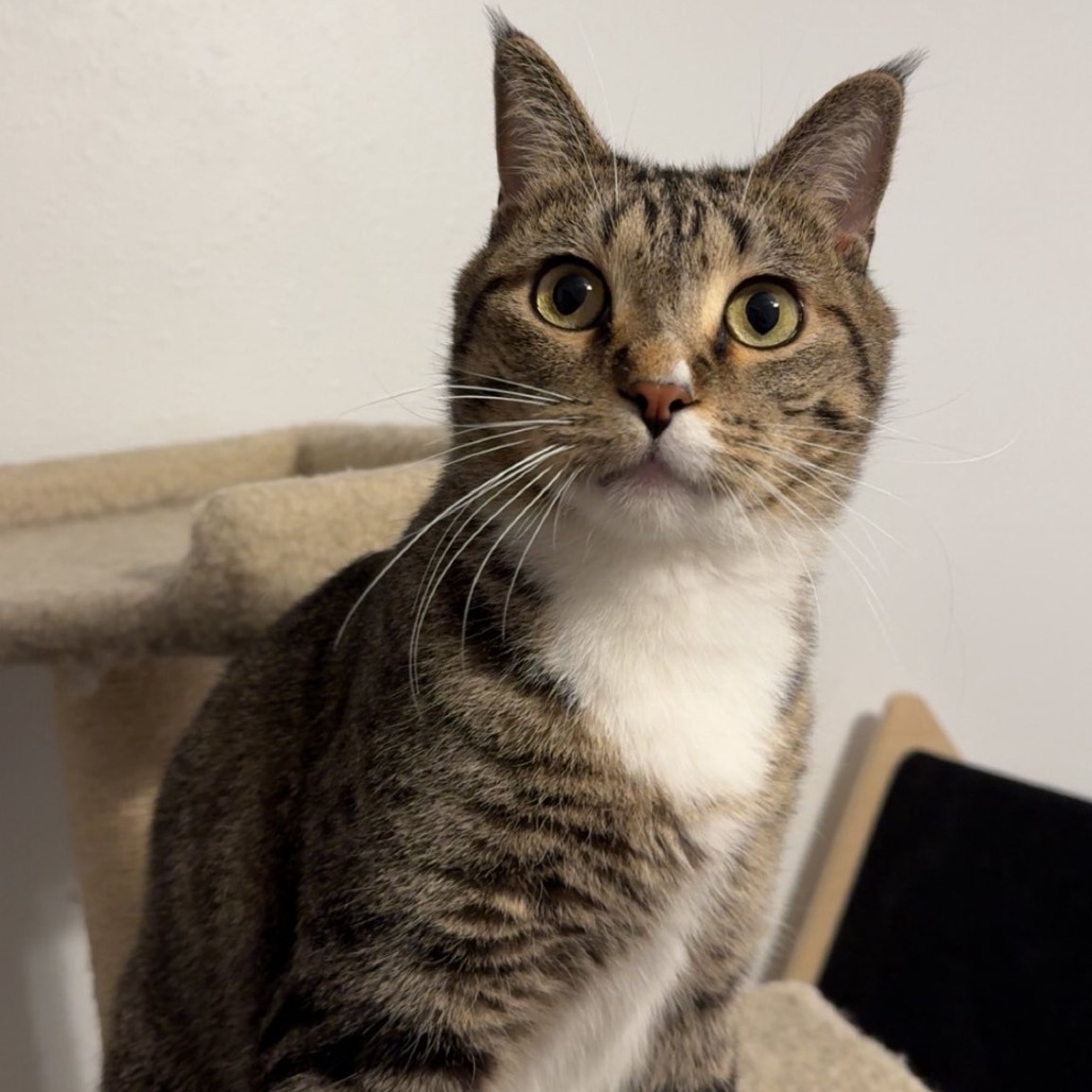Bamboo--In Foster