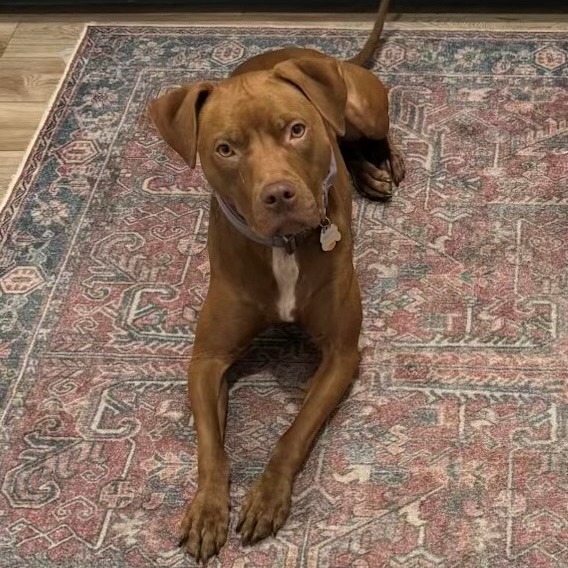 Destiny/Penny, an adoptable Mixed Breed in Benton City, WA, 99320 | Photo Image 1