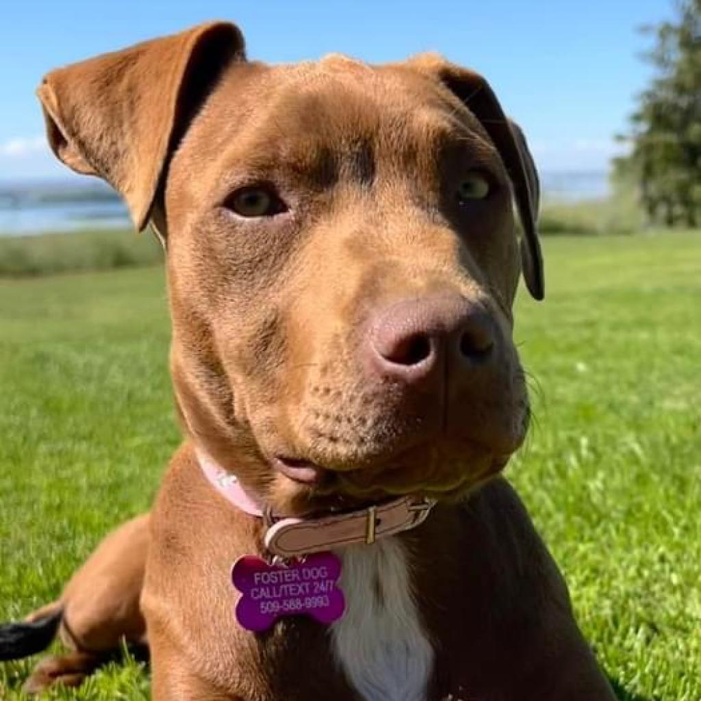 Destiny/Penny, an adoptable Mixed Breed in Benton City, WA, 99320 | Photo Image 2