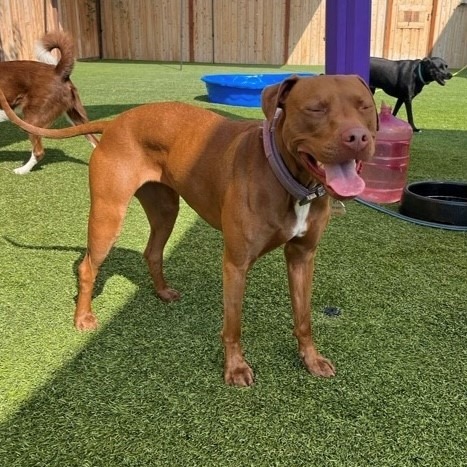 Destiny/Penny, an adoptable Mixed Breed in Benton City, WA, 99320 | Photo Image 3