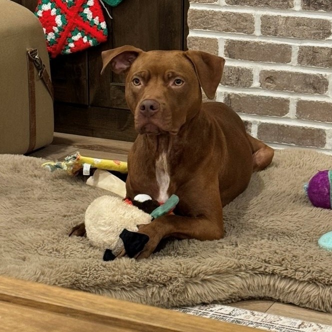 Destiny/Penny, an adoptable Mixed Breed in Benton City, WA, 99320 | Photo Image 4