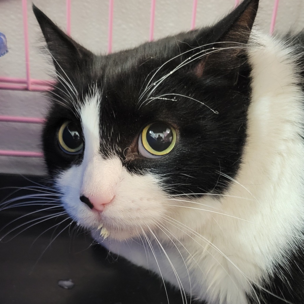 Moo, an adoptable Domestic Short Hair in Priest River, ID, 83856 | Photo Image 2