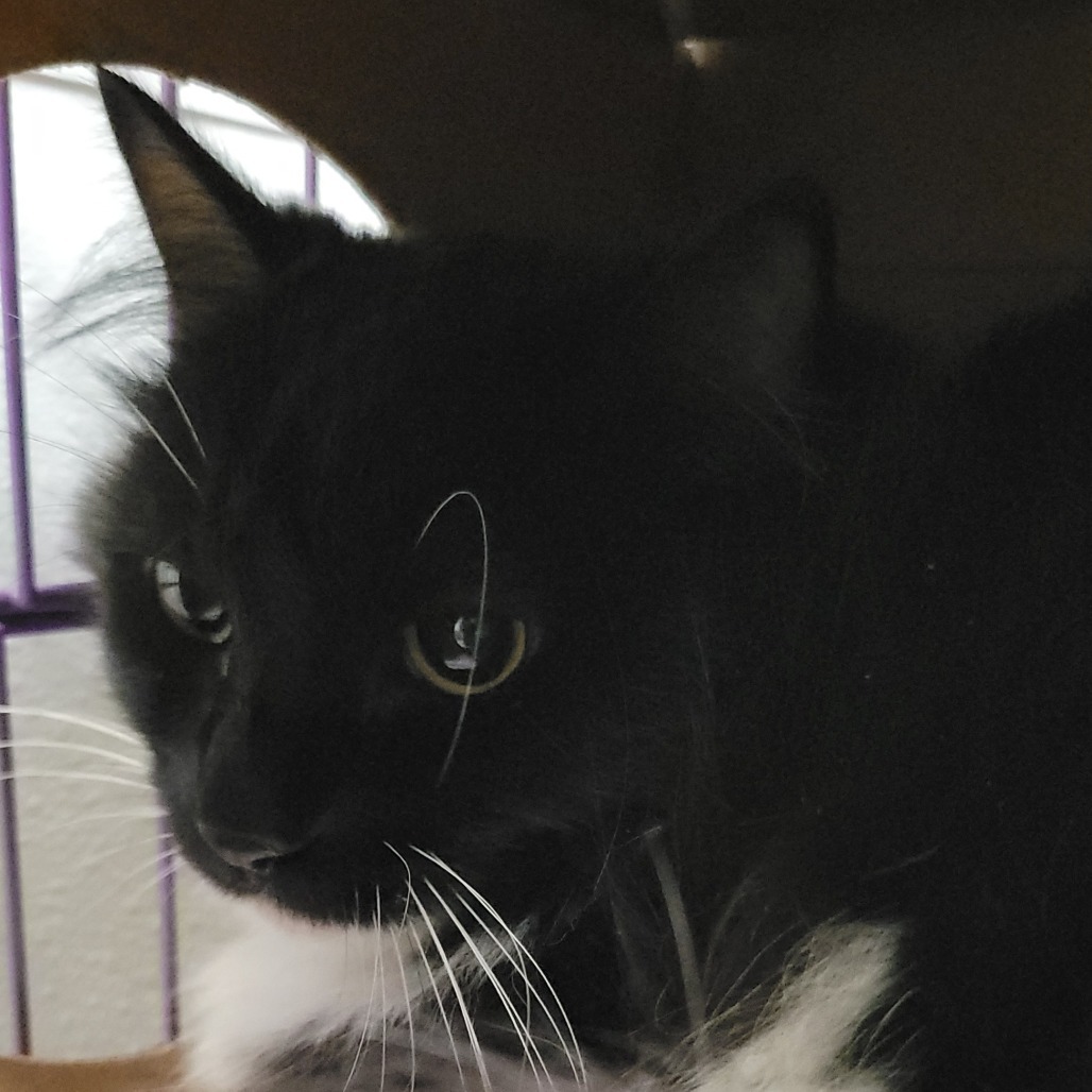 Sophia, an adoptable Domestic Short Hair in Priest River, ID, 83856 | Photo Image 2