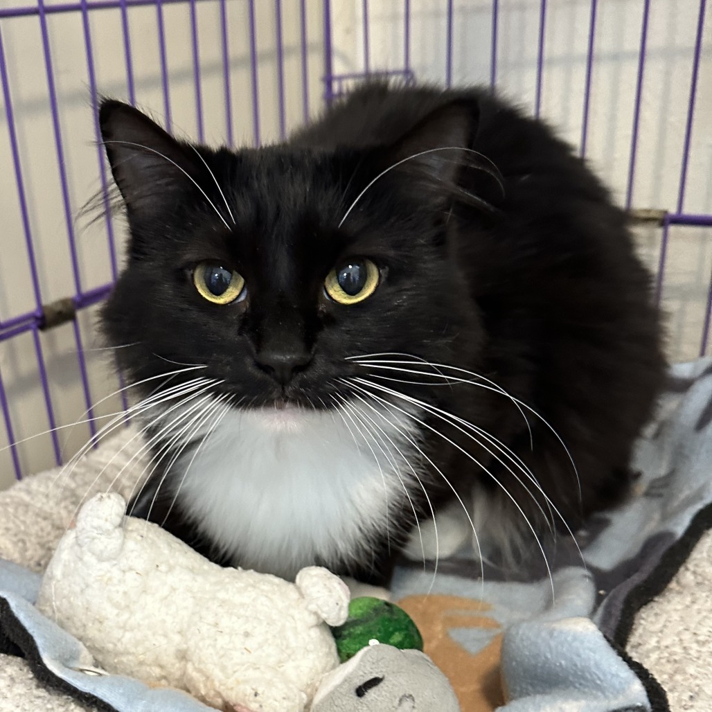 Sophia, an adoptable Domestic Short Hair in Priest River, ID, 83856 | Photo Image 3