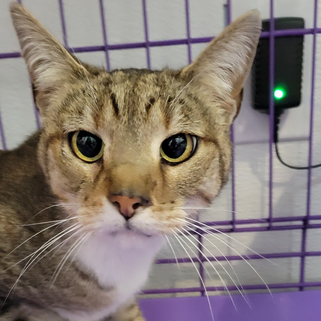 Goku, an adoptable Domestic Short Hair in Priest River, ID, 83856 | Photo Image 1