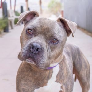 Teddy, Adult Male Pit Bull Terrier
