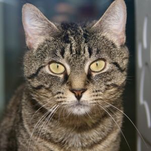 Asia, Adult Female Domestic Short Hair