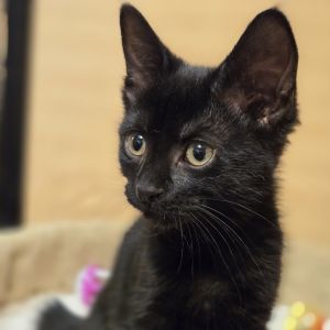Ember (Adopt with Char) Domestic Short Hair Cat
