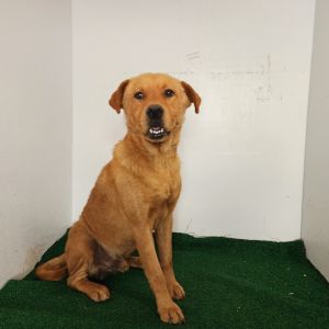 Rosco