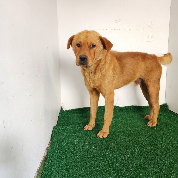 Rosco 2
