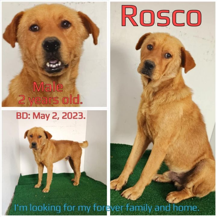 Rosco 4