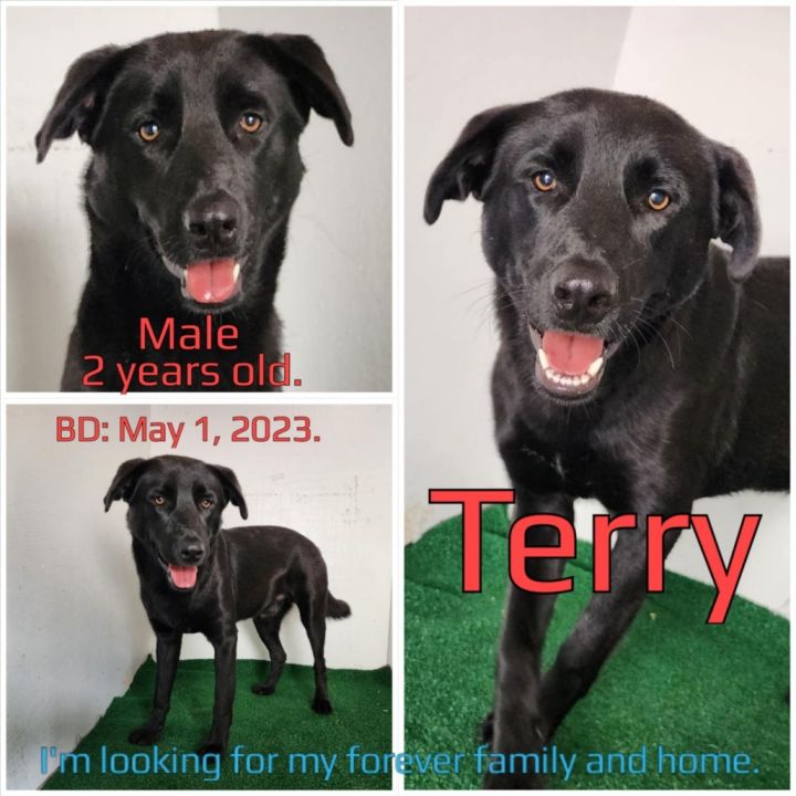 Terry 3
