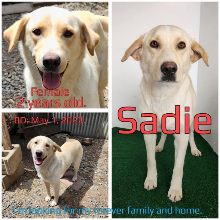Sadie 3