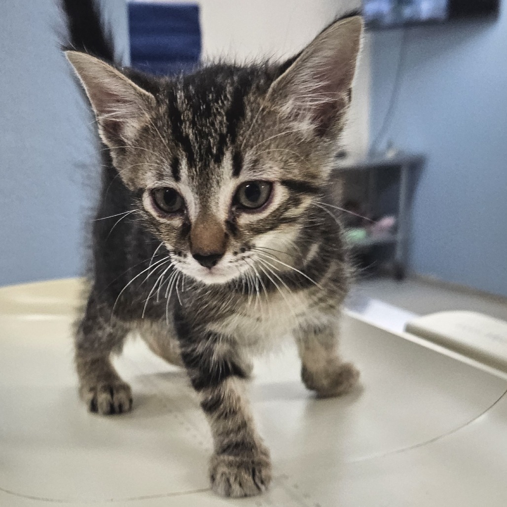 Tabby