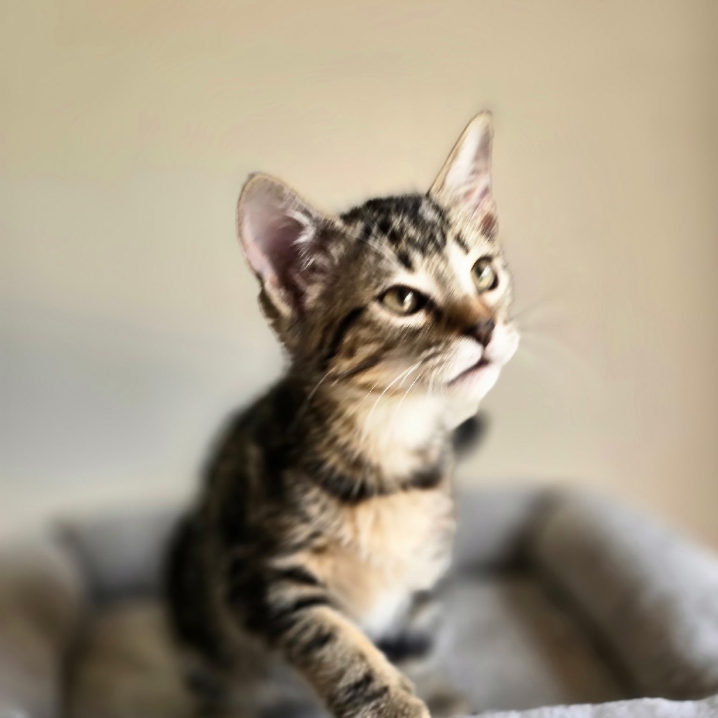 Tabby