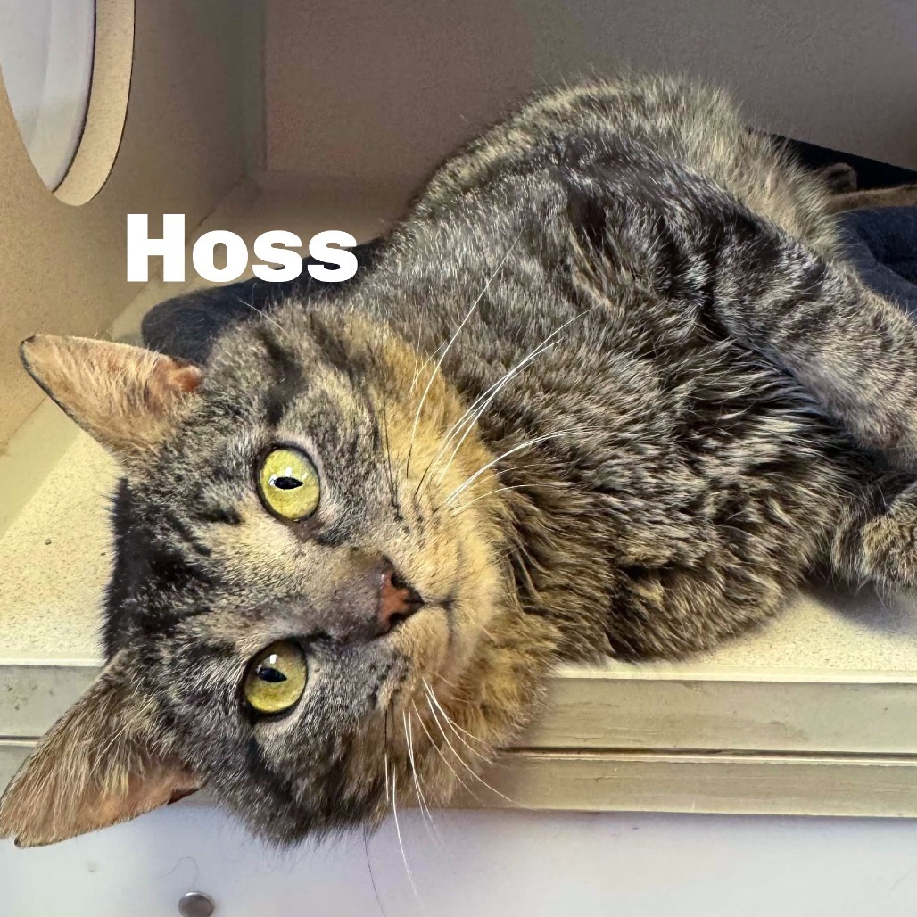 Hoss 250312