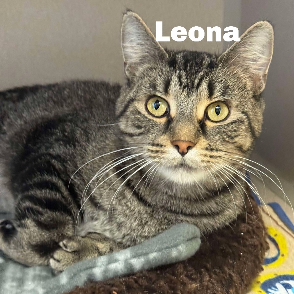 Leona 250073