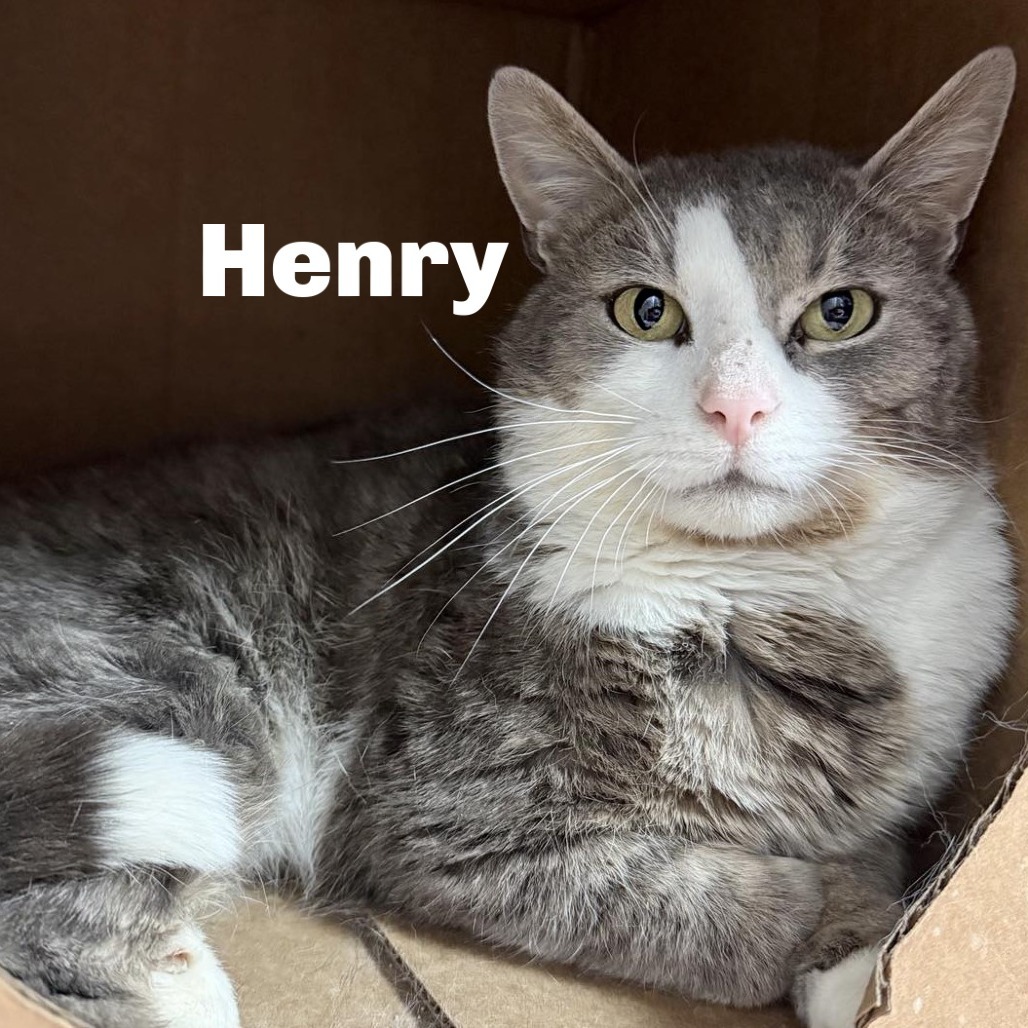 Henry 250328