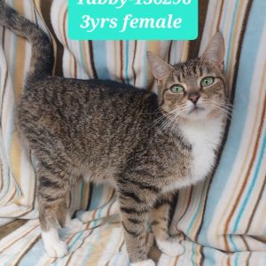 Tabby, Adult Female Domestic Short Hair