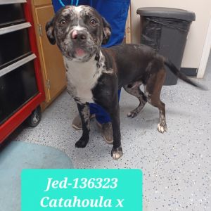 Jed, Adult Male Catahoula Leopard Dog