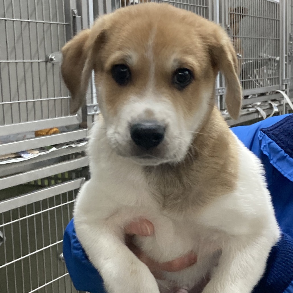 Cooper, an adoptable Akbash, Great Pyrenees in South Elgin, IL, 60177 | Photo Image 2