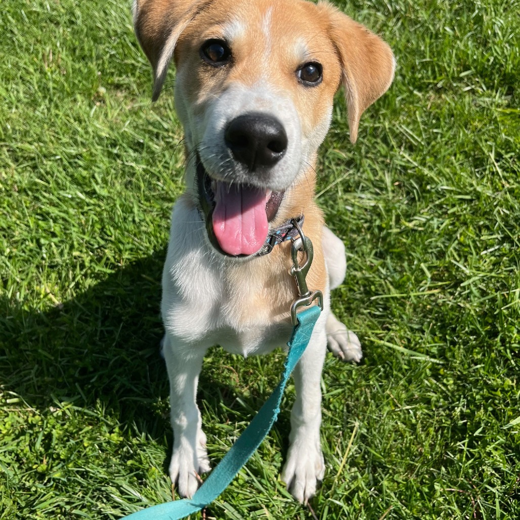 Cooper, an adoptable Akbash, Great Pyrenees in South Elgin, IL, 60177 | Photo Image 3