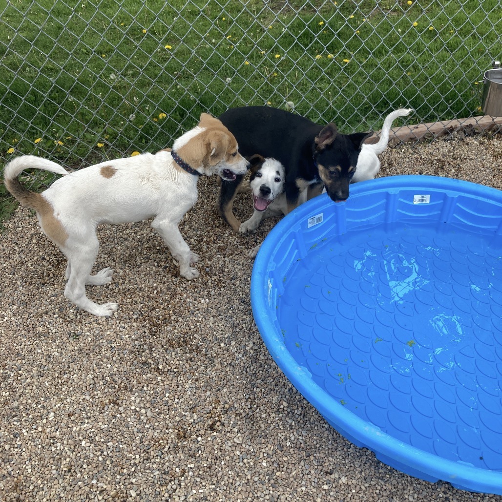 Cooper, an adoptable Akbash, Great Pyrenees in South Elgin, IL, 60177 | Photo Image 4