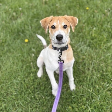 Cooper, an adoptable Akbash, Great Pyrenees in South Elgin, IL, 60177 | Photo Image 6