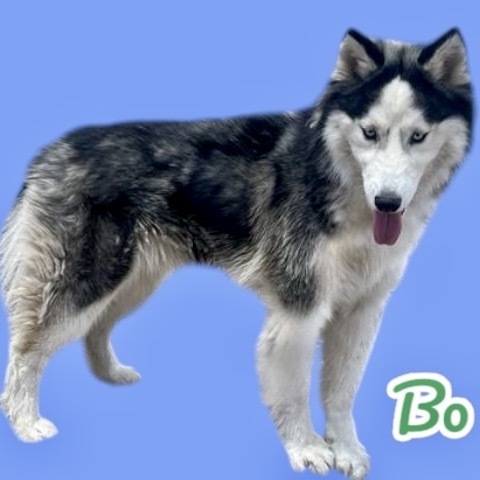 Bo