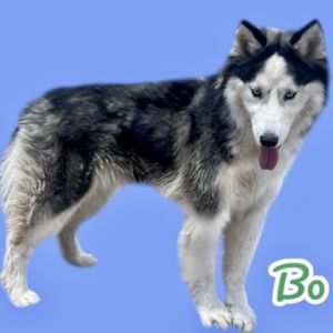 Bo, Young Male Husky