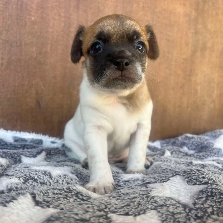 Bartholomew