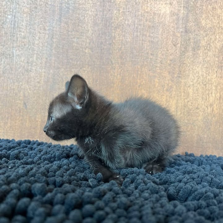 Mohawk