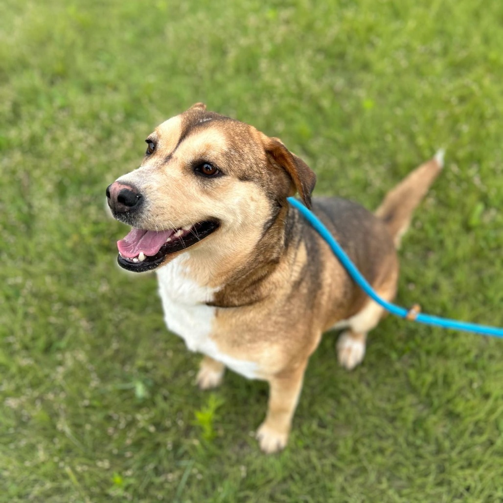 Mystique, an adoptable Siberian Husky in Garden City, KS, 67846 | Photo Image 1