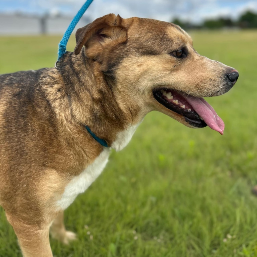 Mystique, an adoptable Siberian Husky in Garden City, KS, 67846 | Photo Image 4