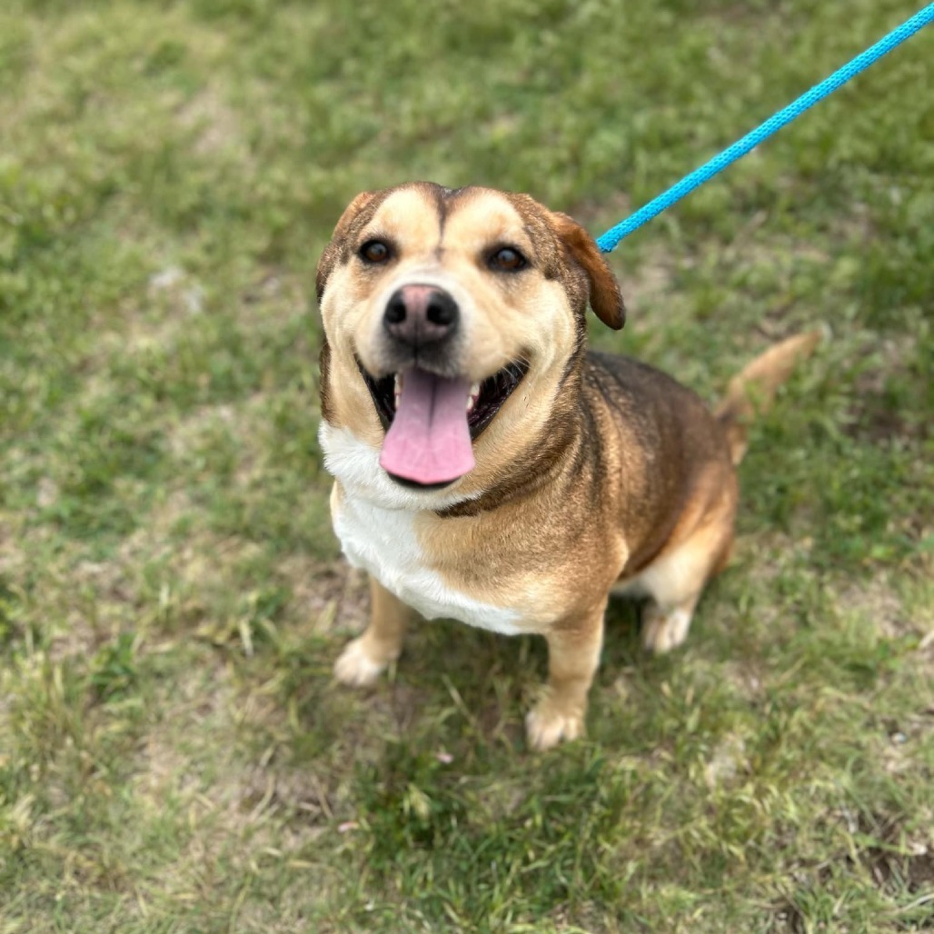 Mystique, an adoptable Siberian Husky in Garden City, KS, 67846 | Photo Image 5
