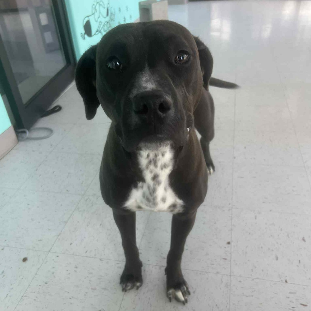 Kash, an adoptable Pit Bull Terrier in Garden City, KS, 67846 | Photo Image 1