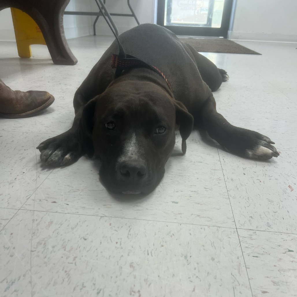 Kash, an adoptable Pit Bull Terrier in Garden City, KS, 67846 | Photo Image 2