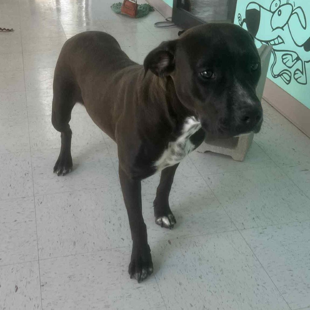 Kash, an adoptable Pit Bull Terrier in Garden City, KS, 67846 | Photo Image 4