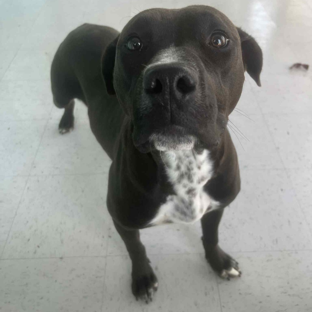 Kash, an adoptable Pit Bull Terrier in Garden City, KS, 67846 | Photo Image 5