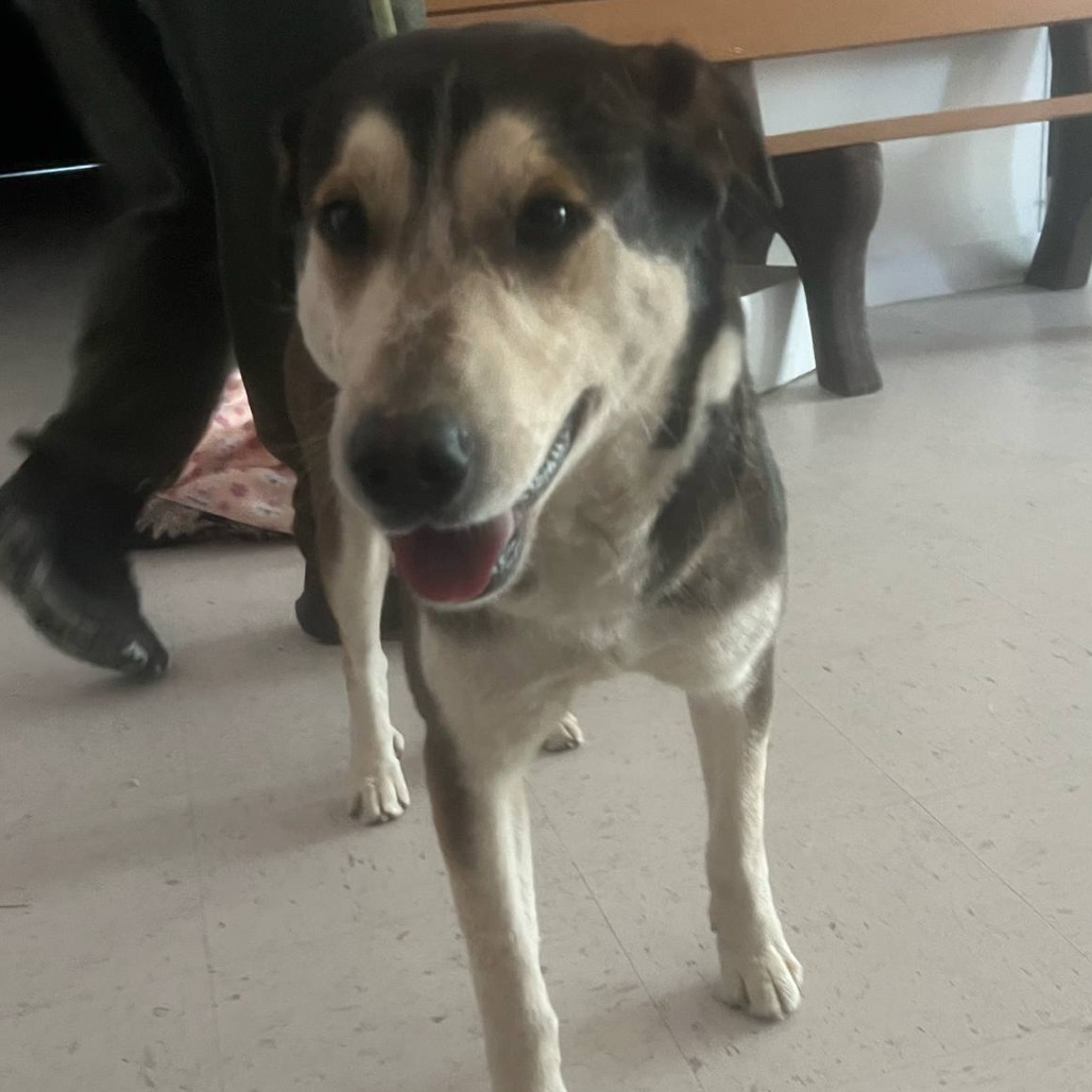 Yukon, an adoptable Siberian Husky in Garden City, KS, 67846 | Photo Image 1