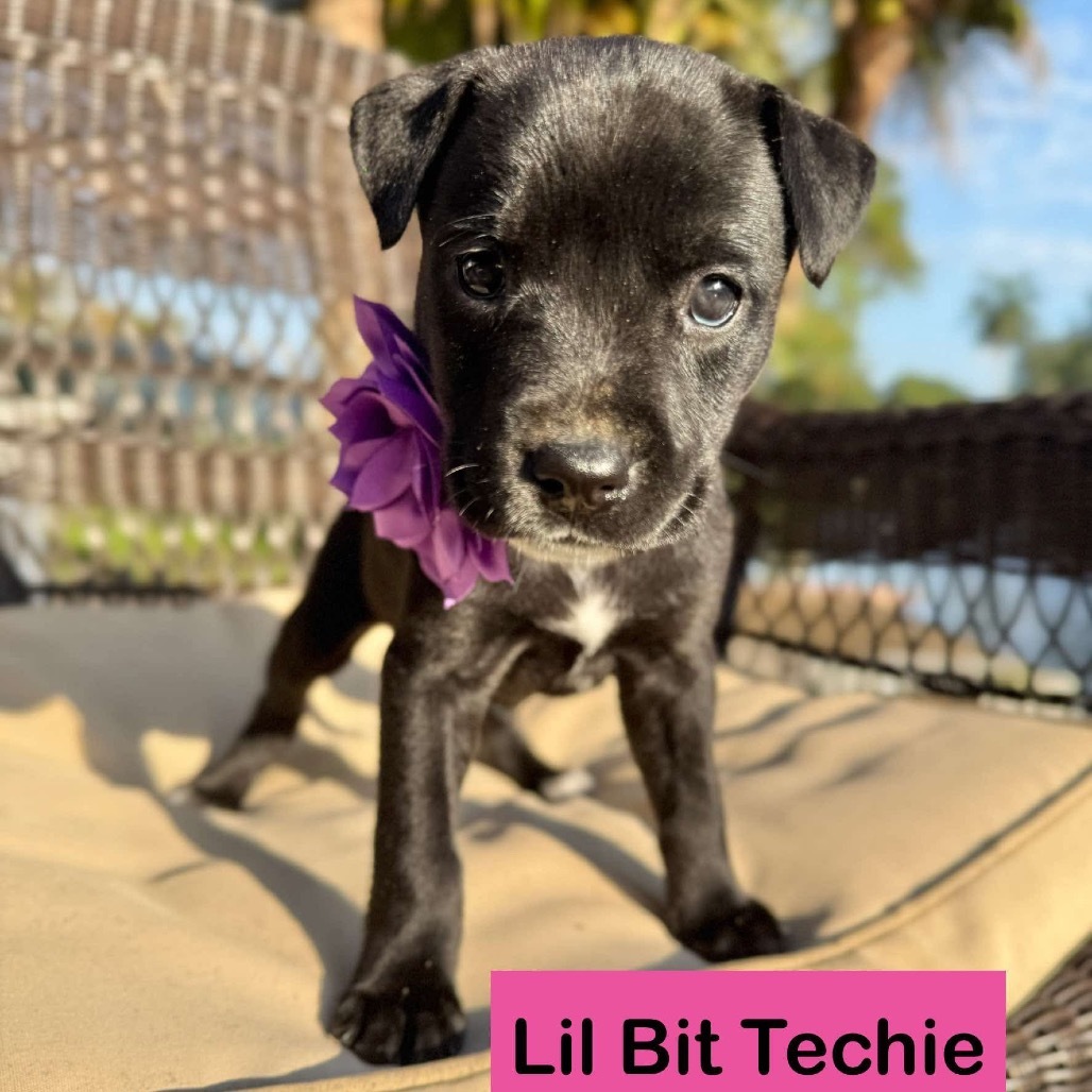 Lil Bit Techie