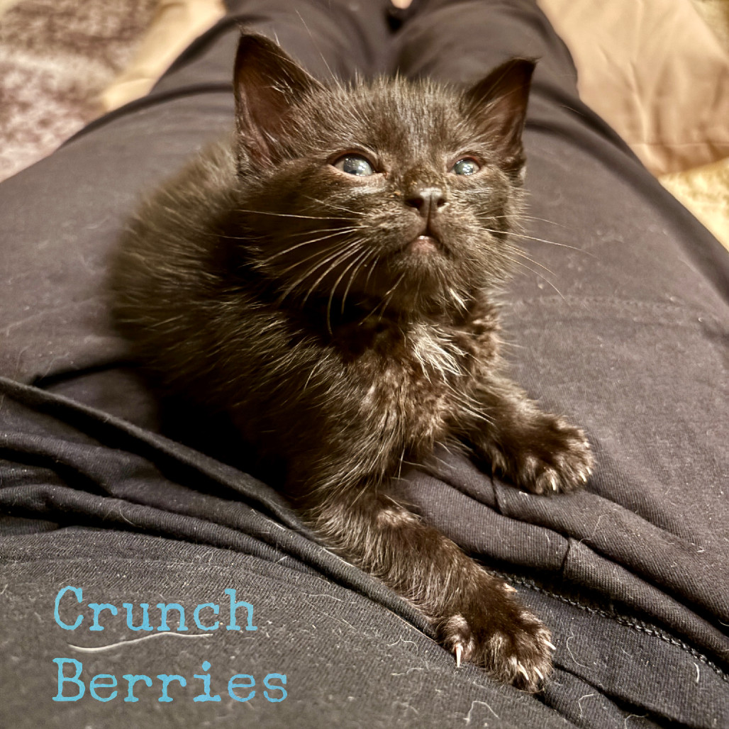 Crunch Berries