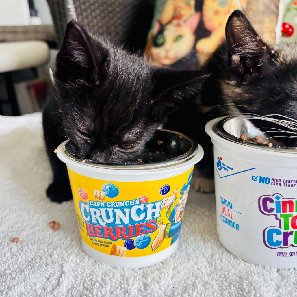 Crunch Berries